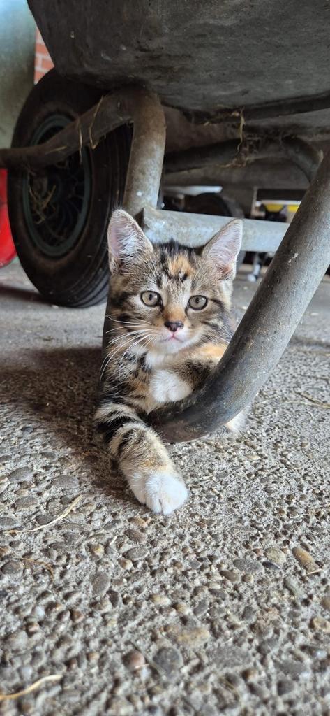 Boerderij kittens, Dieren en Toebehoren, Katten en Kittens | Overige Katten