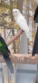 Gofini Kweekman, Dieren en Toebehoren, Vogels | Parkieten en Papegaaien, Mannelijk, Papegaai