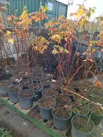 Frambozen planten., Overige soorten, Minder dan 100 cm, Zomer, Ophalen