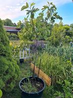 Vijgeboom 3 jaar oud 170 cm hoog, Tuin en Terras, Ophalen, Volle zon, Overige soorten, 100 tot 250 cm