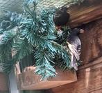 Zwarte sijs man 2024 correct geringd met dna papieren., Dieren en Toebehoren, Vogels | Overige Vogels, Mannelijk, Wildzangvogel