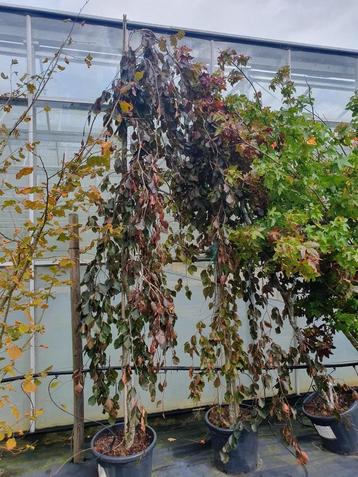Fagus sylvatica Purple Fountain Rode Treurbeuk 200-250 € 195 beschikbaar voor biedingen