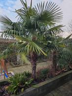 3 palmbomen te koop., Volle zon, Ophalen of Verzenden, 100 tot 250 cm, Zomer