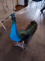 Opgezette pauw, Verzamelen, Dierenverzamelingen, Ophalen, Gebruikt, Opgezet dier