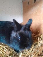 Kleurdweg zwart ram, Dieren en Toebehoren, Mannelijk, Dwerg