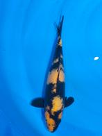 hi utsuri 31 cm, Dieren en Toebehoren, Vissen | Vijvervissen, Karper of Koi