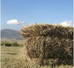 Paarden Hooi, Dieren en Toebehoren, Dierenvoeding, Ophalen, Vee