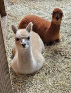 Alpaca hengstje en merrie samen 950 euro, Dieren en Toebehoren, Overige Dieren, Januari, Vrouwelijk