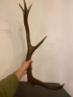 Edelhert Gewei - Decoratief, Verzamelen, Dierenverzamelingen, Ophalen of Verzenden, Gebruikt, Hert, Gewei of Kop