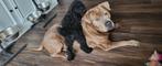 Koningspoedel pups, Dieren en Toebehoren, CDV (hondenziekte), Particulier, Meerdere, 8 tot 15 weken