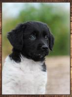 Lieve raszuivere Friese Stabij pups mogen bijna verhuizen, Overige rassen, 8 tot 15 weken, CDV (hondenziekte), Meerdere