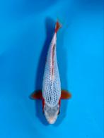 VHQ Tateshita Asagi 27-30cm Wada Japanse koi, Karper of Koi