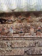 Tropenvogel, Dieren en Toebehoren, Vogels | Overige Vogels, Mannelijk, Tropenvogel