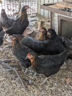 Legkippen, Dieren en Toebehoren, Pluimvee, Vrouwelijk, Kip