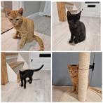 Zwart poesje, Meerdere dieren, Kortharig, 0 tot 2 jaar