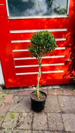 Buxus op gevlochten stam, Volle zon, Vaste plant, Bloeit niet, Ophalen
