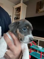 Prachtige jack russel pups, Dieren en Toebehoren, Honden | Jack Russells en Terriërs, Jack Russell Terriër, CDV (hondenziekte)