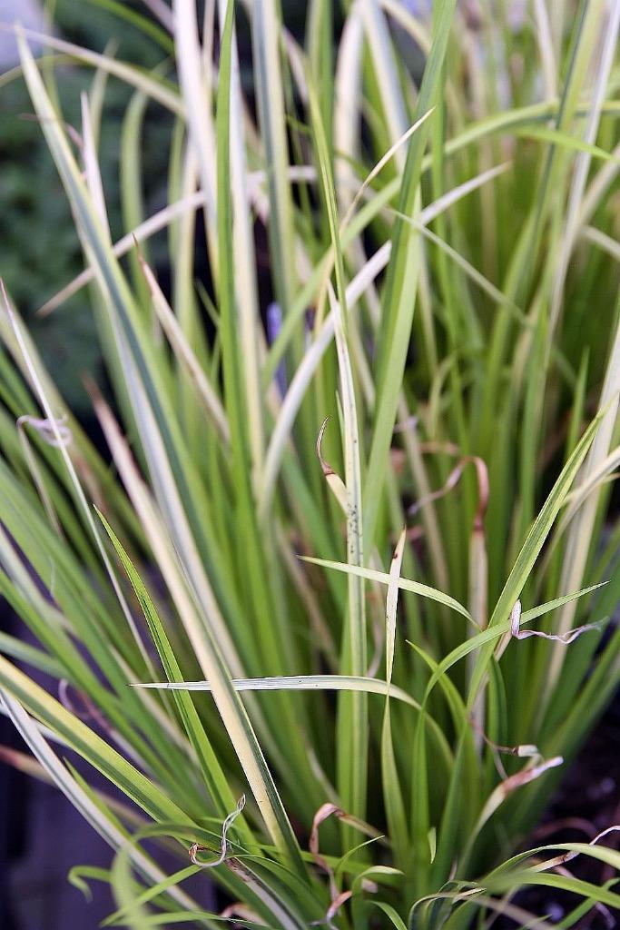 Acorus gramineus ‘Licorice’ – Zoethoutgras, Bio, Tuin en Terras, Planten | Tuinplanten, Vaste plant, Kruiden, Volle zon, Lente