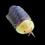 Diverse isopods en meer, Dieren en Toebehoren, Overige soorten