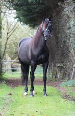 Knappe brave 5 jarige zwarte merrie 159cm, Dieren en Toebehoren, Merrie, B, Gechipt, 3 tot 6 jaar