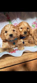 Cockapoo pups Engelse cockerspaniel x dwergpoedel, Dieren en Toebehoren, 8 tot 15 weken, CDV (hondenziekte), Meerdere, Meerdere dieren