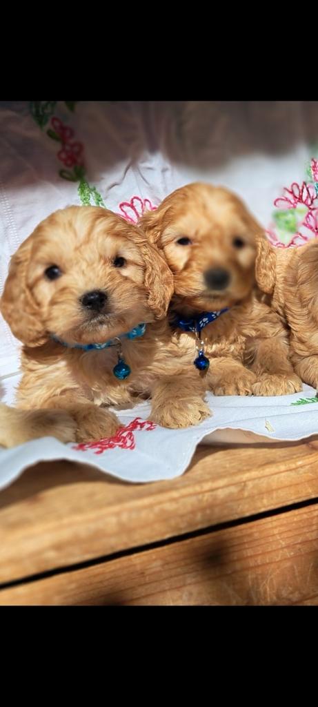 Cockapoo pups Engelse cockerspaniel x dwergpoedel, Dieren en Toebehoren, Honden | Niet-rashonden, Middel, Meerdere dieren, Fokker | Hobbymatig
