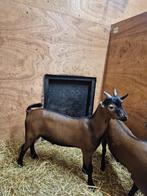 Dwerggeit bokjes Bruin €25,-, Dieren en Toebehoren, Schapen, Geiten en Varkens, Mannelijk, Geit, 0 tot 2 jaar