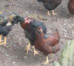 Barenvelders dubbel gezoomd., Dieren en Toebehoren, Pluimvee, Vrouwelijk, Kip