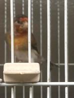 Bastaard putter, Dieren en Toebehoren, Vogels | Kanaries, Mannelijk, Bastaard