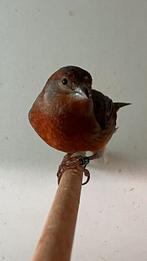 Bastaard kapoetsensijs, Dieren en Toebehoren, Vogels | Overige Vogels, Vrouwelijk, Wildzangvogel, Geringd