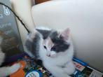 Te koop  poesje en katertje. Ze zijn ongeveer 8 weken., Dieren en Toebehoren