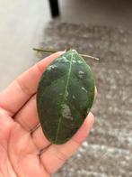 Geworteld Hoya Rintzii Borneo Stekje [2], Huis en Inrichting, Kamerplanten, Ophalen of Verzenden