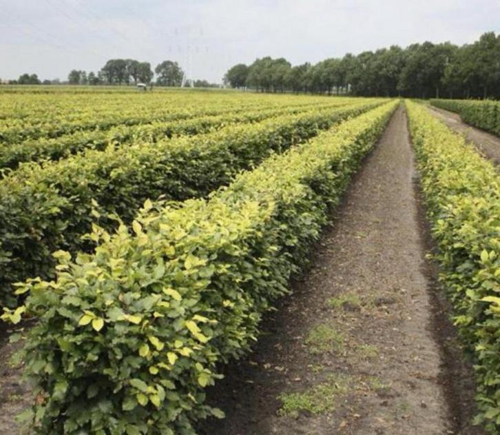 Struiken / erfgrensafscheiding / haag / hagen, Tuin en Terras, Planten | Tuinplanten, Overige soorten, Volle zon, Bloeit niet