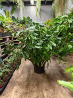 Zamioculcas 'Wildform' - Zeer groot!, Ophalen, Halfschaduw, Minder dan 100 cm