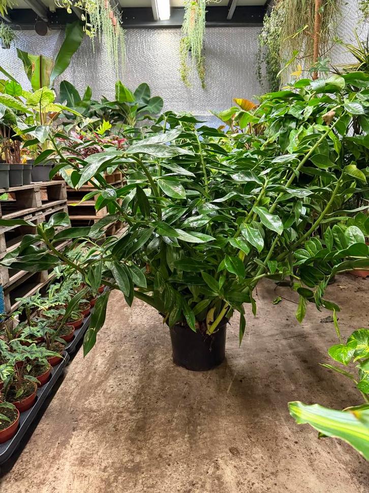 Zamioculcas 'Wildform' - Zeer groot!, Huis en Inrichting, Kamerplanten, Minder dan 100 cm, Halfschaduw, Ophalen