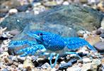 Kreeften aquarium, Dieren en Toebehoren, Vis