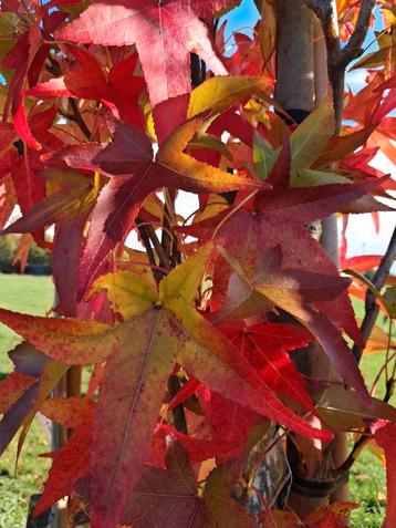 Liquidambar 'Silhouette' Zuilvormige Amberboom 3 meter! beschikbaar voor biedingen