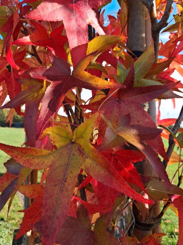 Liquidambar 'Silhouette' Zuilvormige Amberboom 3 meter!, Tuin en Terras, Planten | Bomen, Zuilboom, 250 tot 400 cm, Halfschaduw