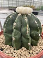 Cactus Melocactus Maxonii Nudum in de 16 cm schaal., Ophalen of Verzenden, Minder dan 100 cm, Bloeiende kamerplant, Volle zon