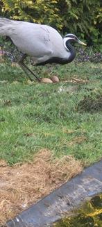 Te koop: Jufferkraanvogels, Dieren en Toebehoren, Vogels | Overige Vogels, Meerdere dieren