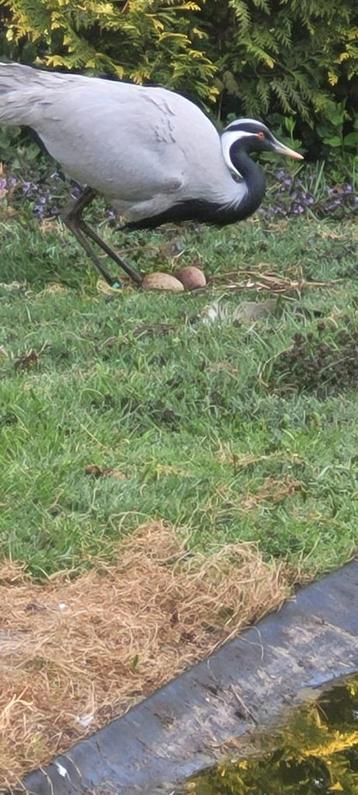 Te koop: Jufferkraanvogels beschikbaar voor biedingen