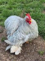 Cochin haan, Dieren en Toebehoren, Pluimvee, Mannelijk, Kip