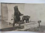 E994 Arnhem Burgers Dierenpark Beer, Verzamelen, Ansichtkaarten | Nederland, Ophalen of Verzenden, 1920 tot 1940, Gelderland