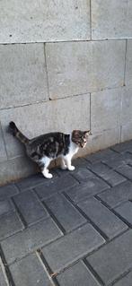 Lieve kittens te koop