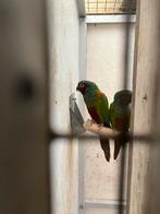 Pyrrhura koppels, Dieren en Toebehoren, Meerdere dieren, Parkiet