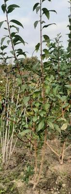 Chinees klokje Forsythia intermedia spectabilis 120/140cm, Ophalen, Conifeer, 100 tot 250 cm