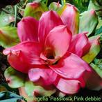 De allermooiste Bromelia's. Supersterke terrariumplanten, 0 tot 2 jaar