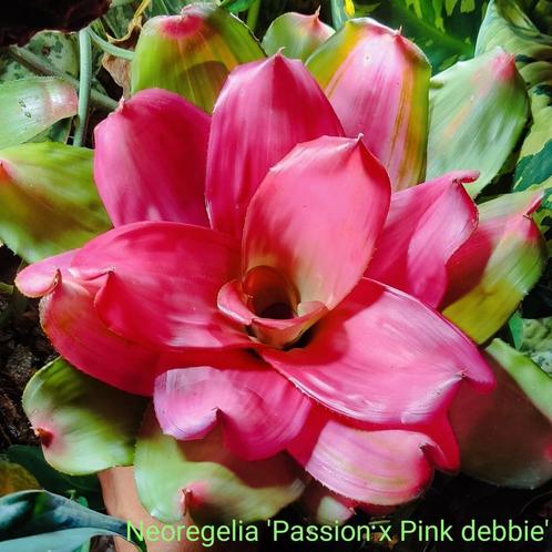 De allermooiste Bromelia's. Supersterke terrariumplanten, Dieren en Toebehoren, Reptielen en Amfibieën, 0 tot 2 jaar