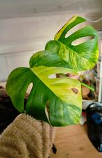 Monstera aurea yellow variegata kopstek, Ophalen, Halfschaduw, Minder dan 100 cm