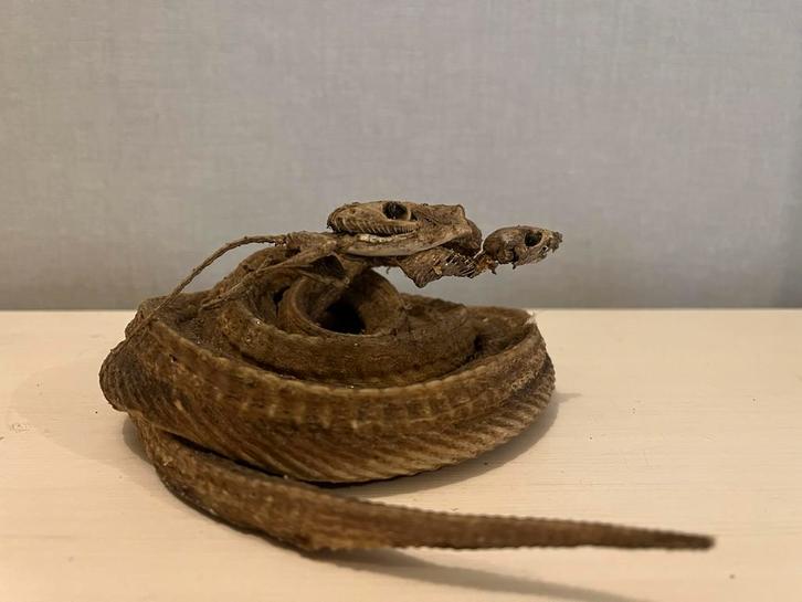 Slang met muis gemummificeerd Skelet - Bijzondere Decoratie, Verzamelen, Dierenverzamelingen, Gebruikt, Schedel, Reptiel of Amfibie